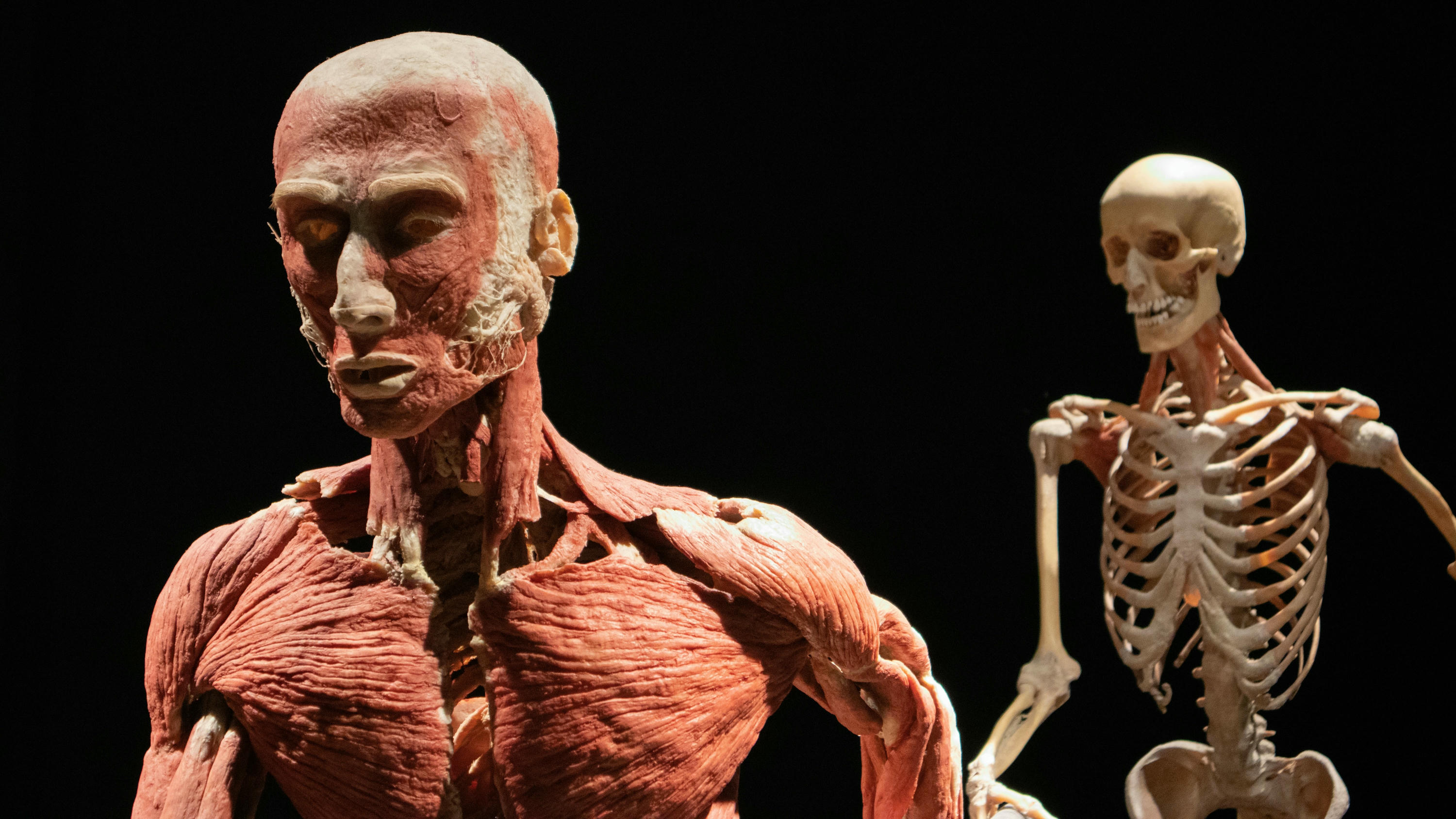 人体主要关节所涉肌肉 🏋️♂️