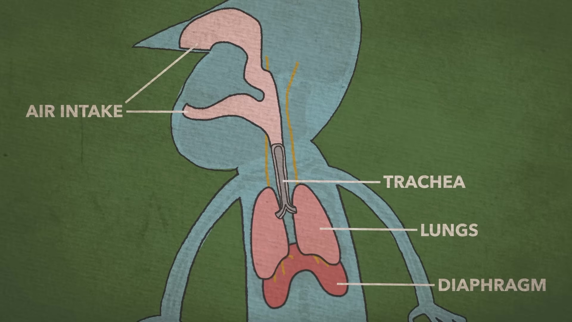 我们为什么打嗝? 🫁
